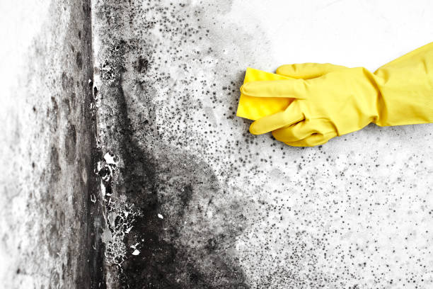 Best Commercial Mold Removal  in Yonkers, NY