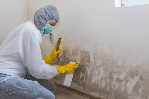 Best Commercial Mold Removal  in Yonkers, NY