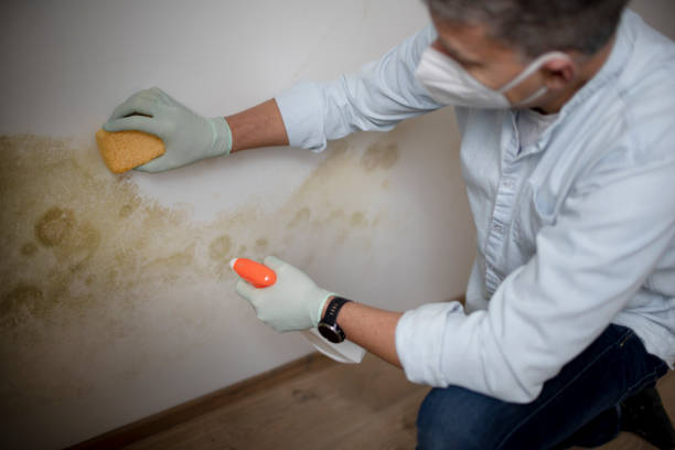 Best Home Mold Removal  in Yonkers, NY
