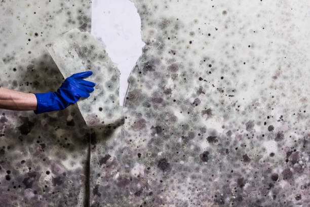 Best Residential Mold Removal  in Yonkers, NY